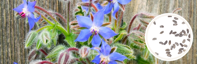 borage blooms with seeds