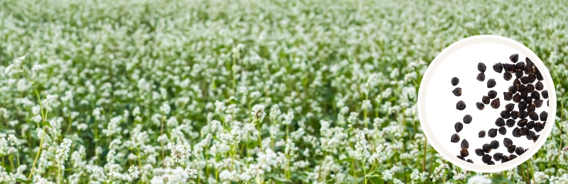 Buckwheat Seeds