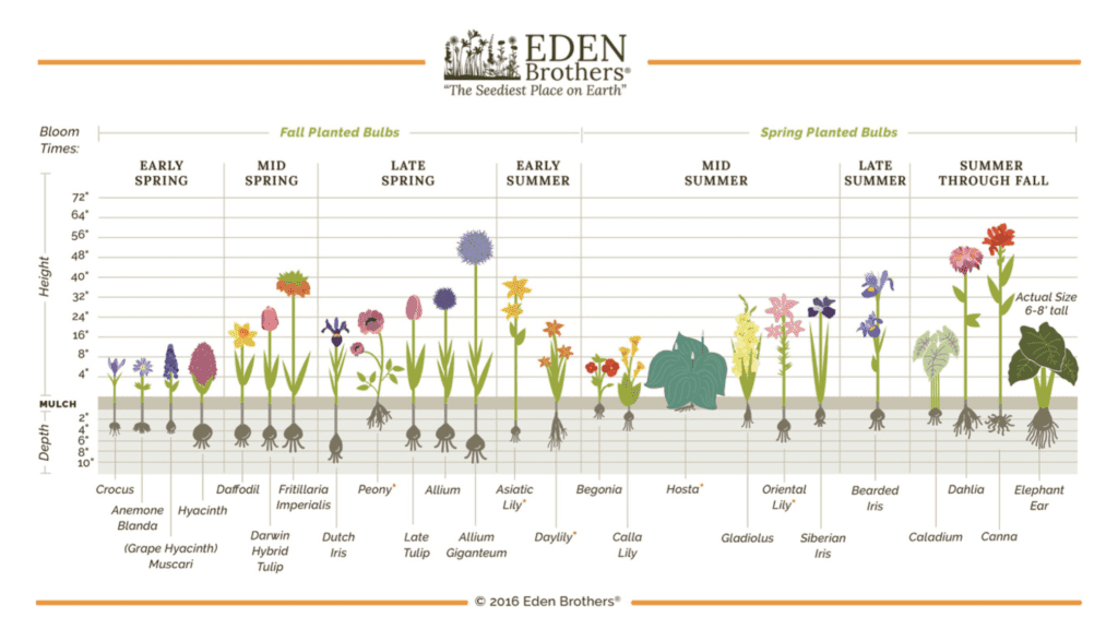 bulb growth chart