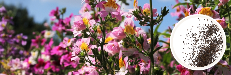 Butterfly Flower Seeds