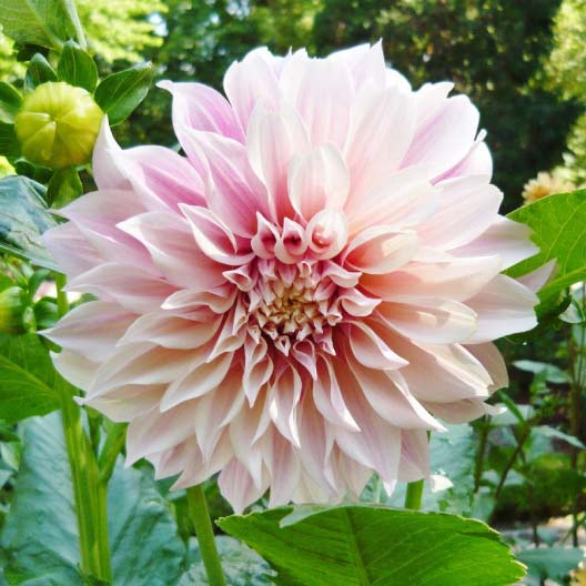 dahlia cafe au lait