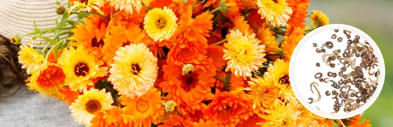 calendula bouquet with seeds