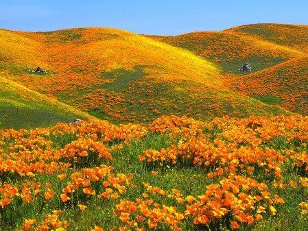 Grow California Poppy from Seed