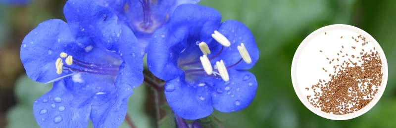 California Bluebell Seeds