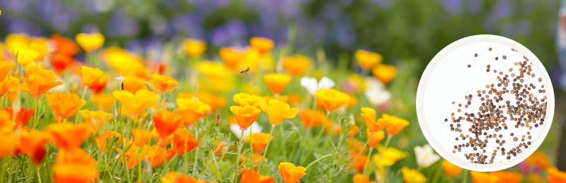 orange yellow california poppies in a field with seeds