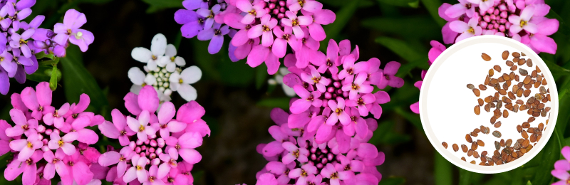 candytuft blooms with seeds