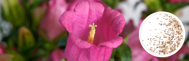 canterbury bell bloom with seeds