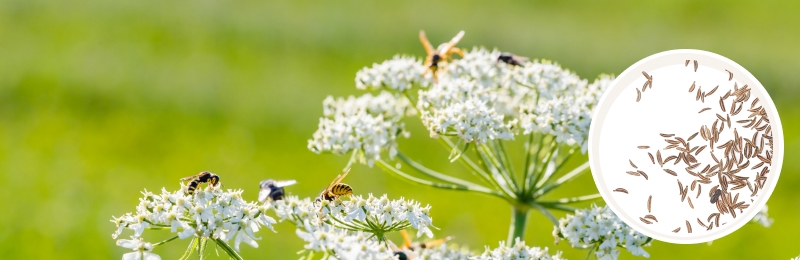 Caraway Seeds