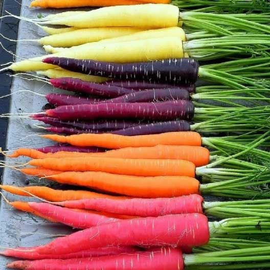 rainbow carrots