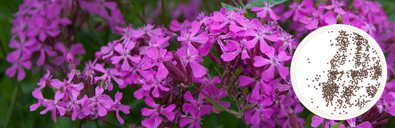 small purple catchfly blooms with seeds