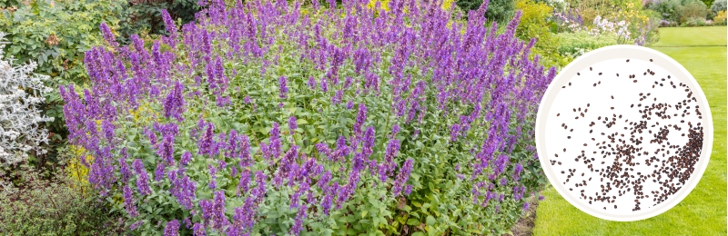 Catmint Seeds