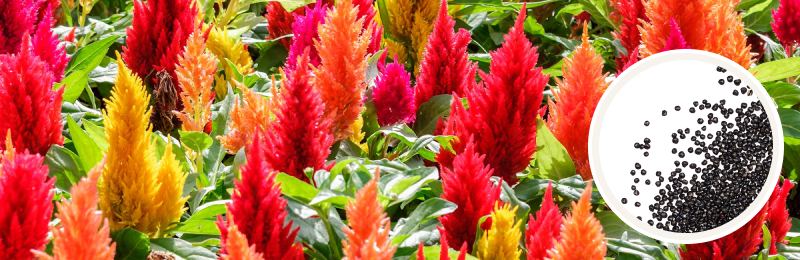 celosia blooms with seeds