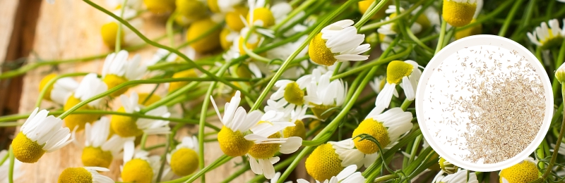 chamomile blooms on table with seeds