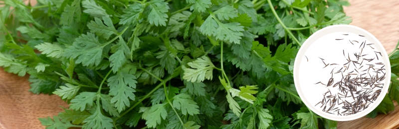 Chervil Seeds