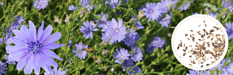 Chicory Seeds