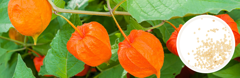 Chinese Lantern Seeds