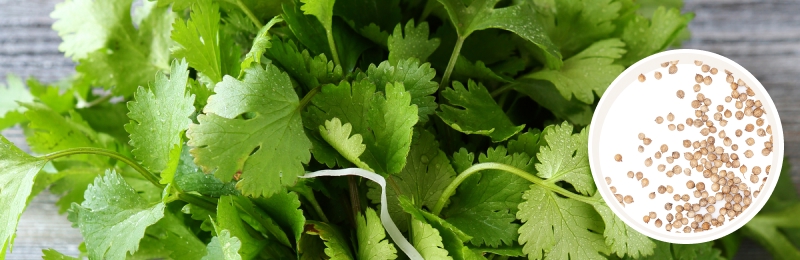 cilantro leaves with seeds