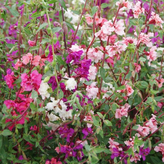 clarkia mixed