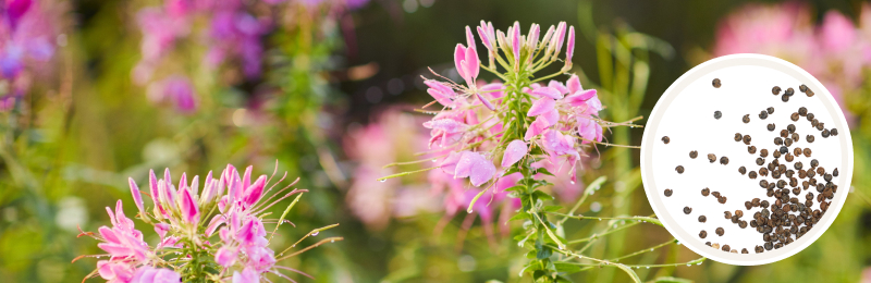 Cleome Seeds