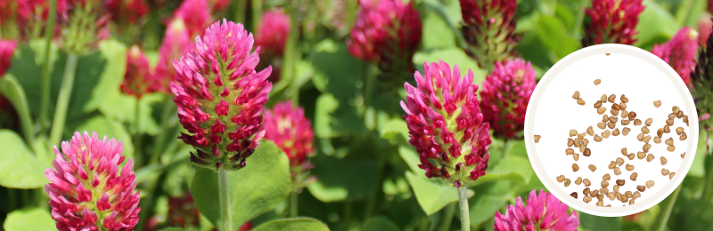 cone-shaped cluster of bright pink tubular petals surrounded by bright green leaves with a circle of seeds