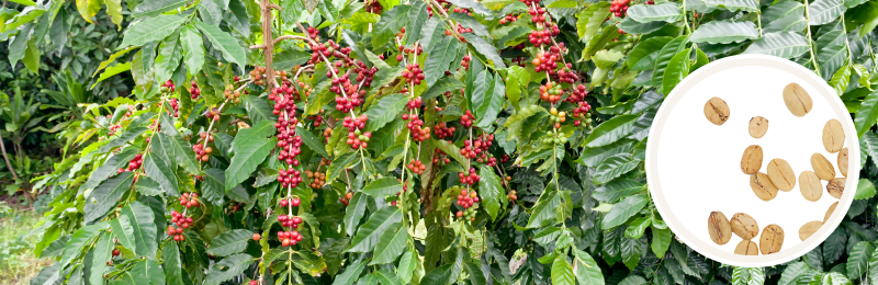 Coffee Seeds