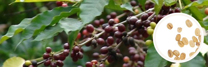 Coffee Seeds