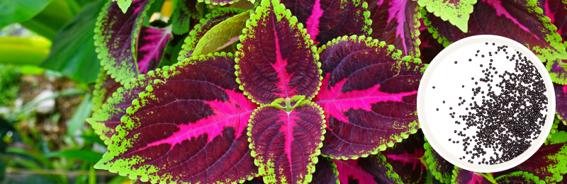 coleus bloom with seeds