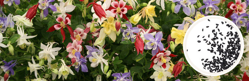 columbine blooms with seeds