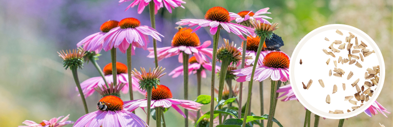 coneflower blooms with seeds