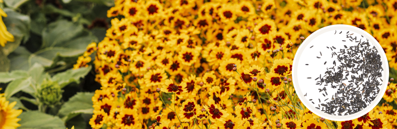 coreopsis bloom with seeds