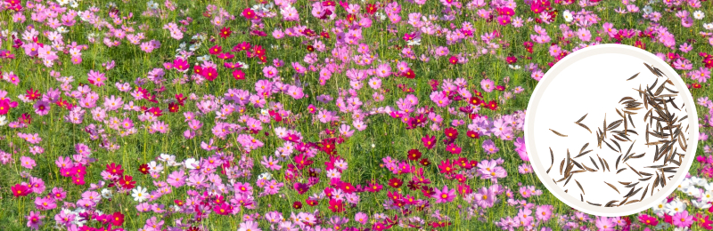 Cosmos Seeds