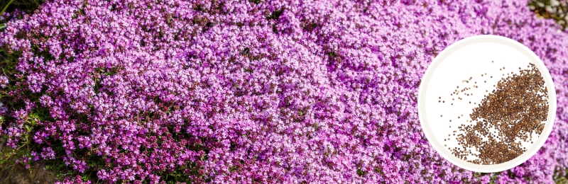 Creeping Thyme Seeds