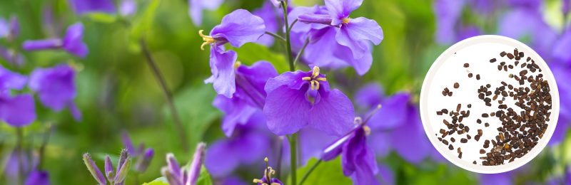 Chinese Violet Cress