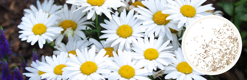 daisy blooms with seeds