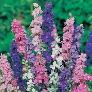 deadhead delphinium