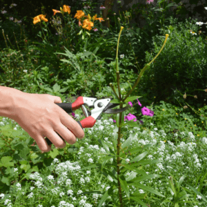 deadheading lilies