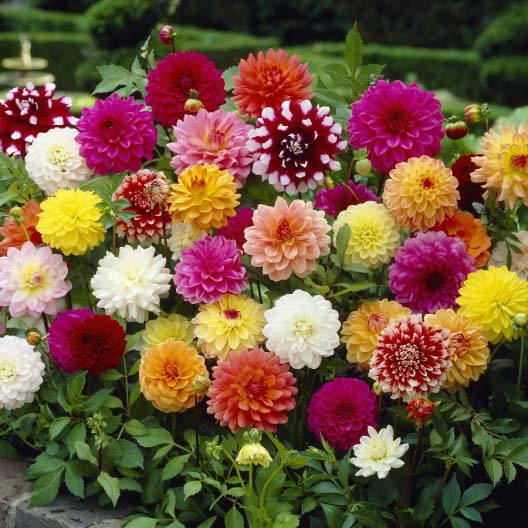 dahlia decorative mix