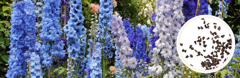 delphinium blooms with seeds