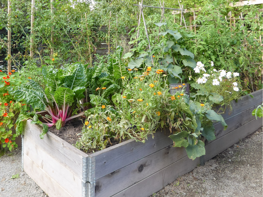 Designing The Raised Garden Beds of Your Dreams