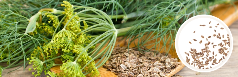 dill stems with seeds on a table