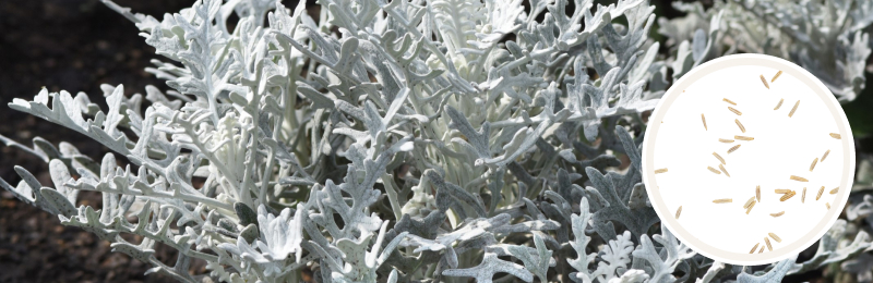 Dusty Miller Seeds