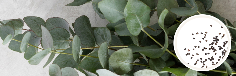 close up of bundle of eucalyptus leaves on grey textured surface with seeds