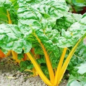 swiss chard