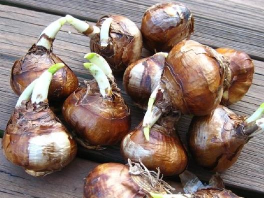 Fall in Love With These Bulbs (That Aren’t Tulips)