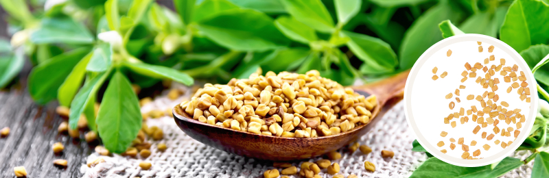 Fenugreek Seeds