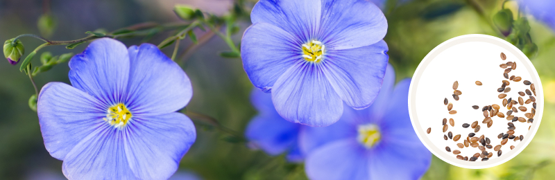 Close up of a few light blue/periwinkle flowers with 5 petals and a yellow center on a branch with seeds.