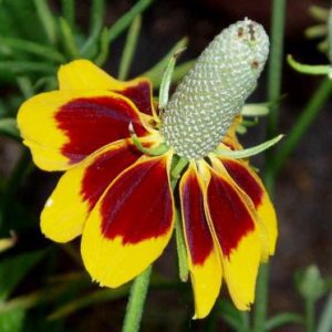 coneflower red and yellow