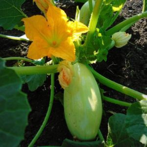 flowering squash