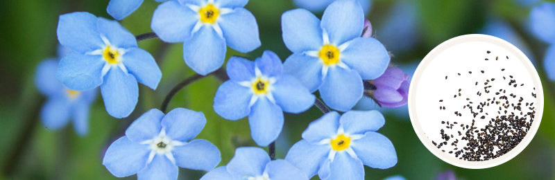 Close up of light blue flowers with yellow center on a branch with seeds