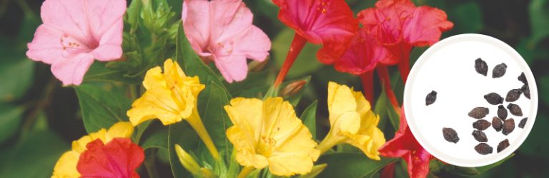 How to Plant Four O'Clock Seeds - Eden Brothers Planting Guides